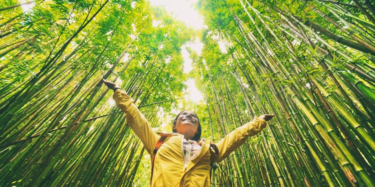 erdő kirándulás bambusz
