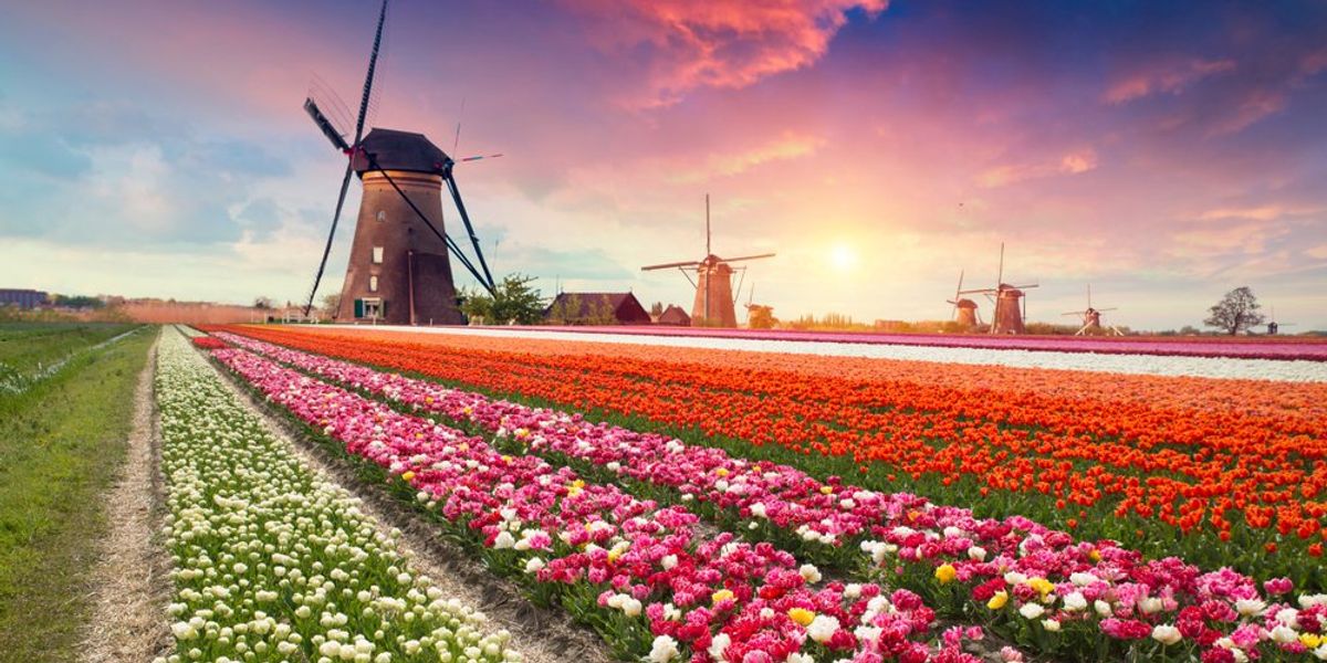 hollandia tulipan malom