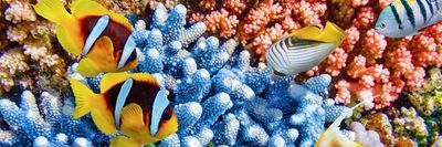 korall halak