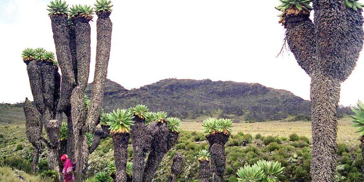 Elképesztőek a Kilimandzsáró mindent túlélő növényei