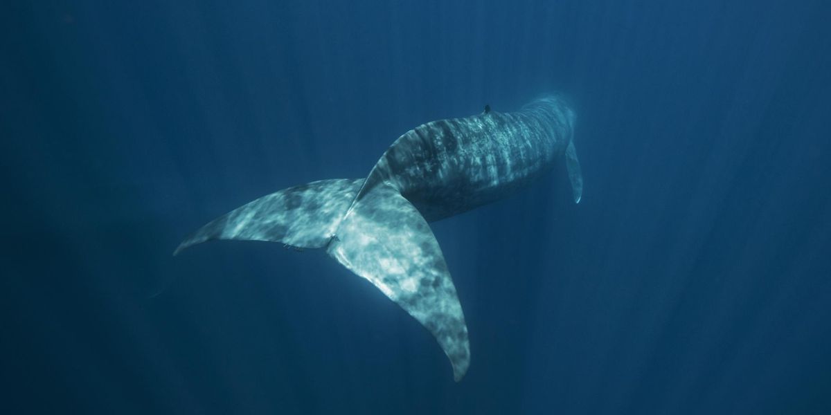Az év természetfilmje egy magányos bálnáról készült