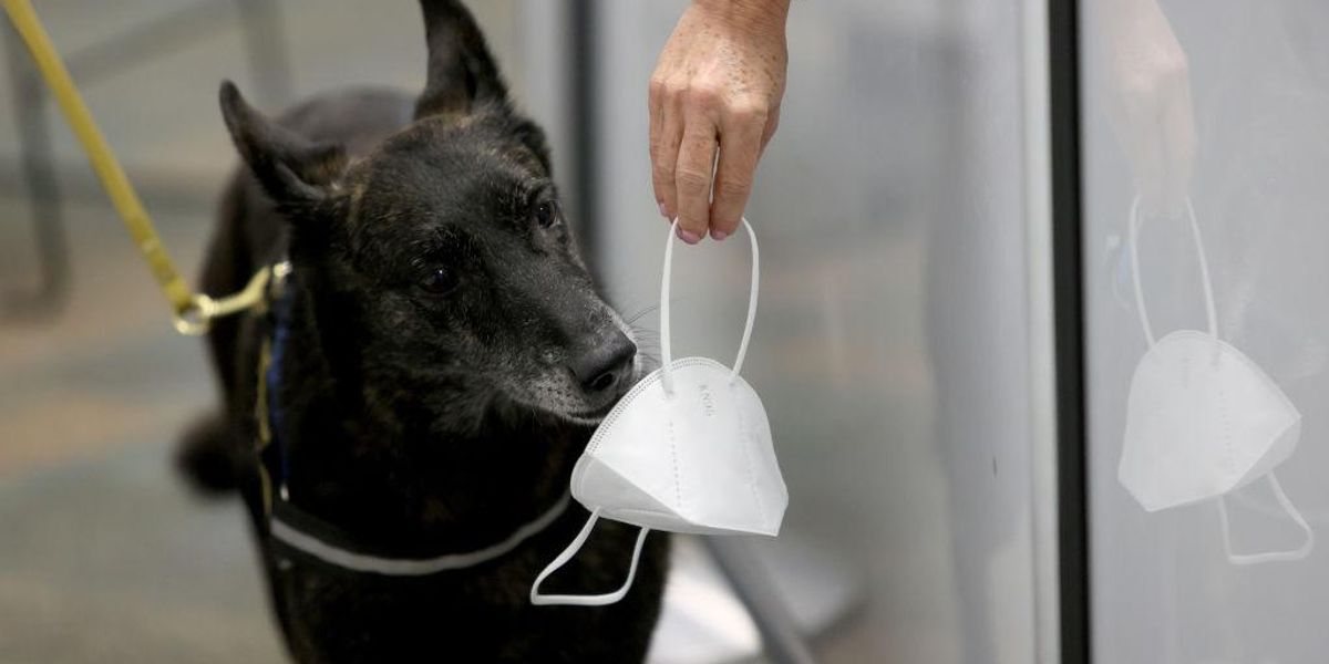 Miamiban bevetik a covid-jelző kutyákat a reptéren