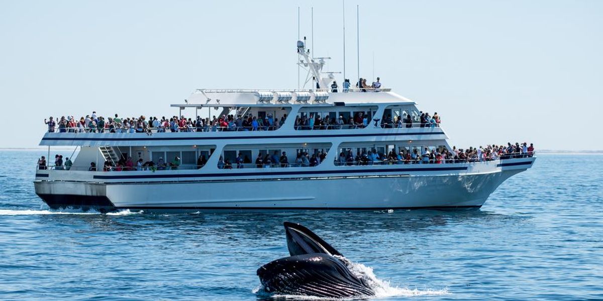 Kanada a bálnákat választja a turisták szórakoztatása helyett