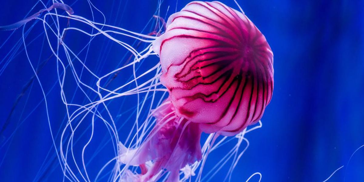 Felvillanyozó érdekességek a medúzákról