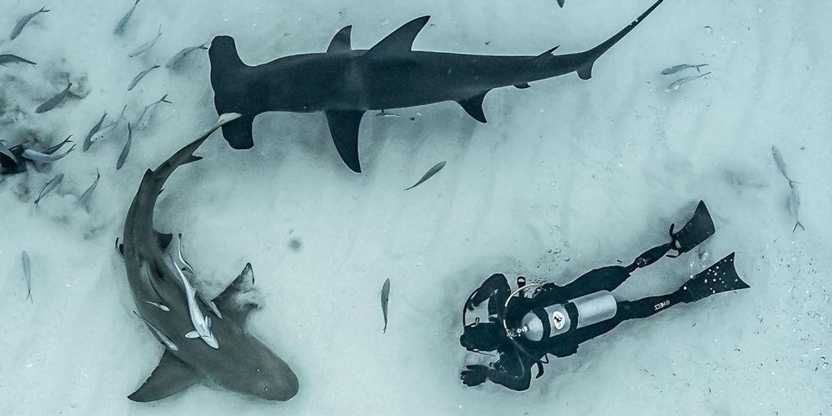 Így éld túl a cápatámadást! – Tippek szakértőtől