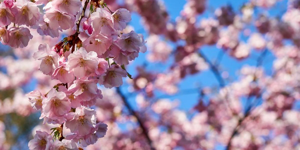 Hétvégi program: Sakura ünnep a Füvészkertben