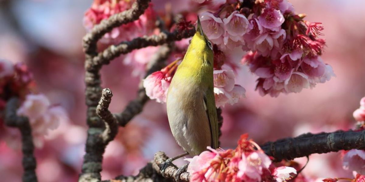 Ilyen a cseresznyevirágzás ünnepe Japánban – Galéria