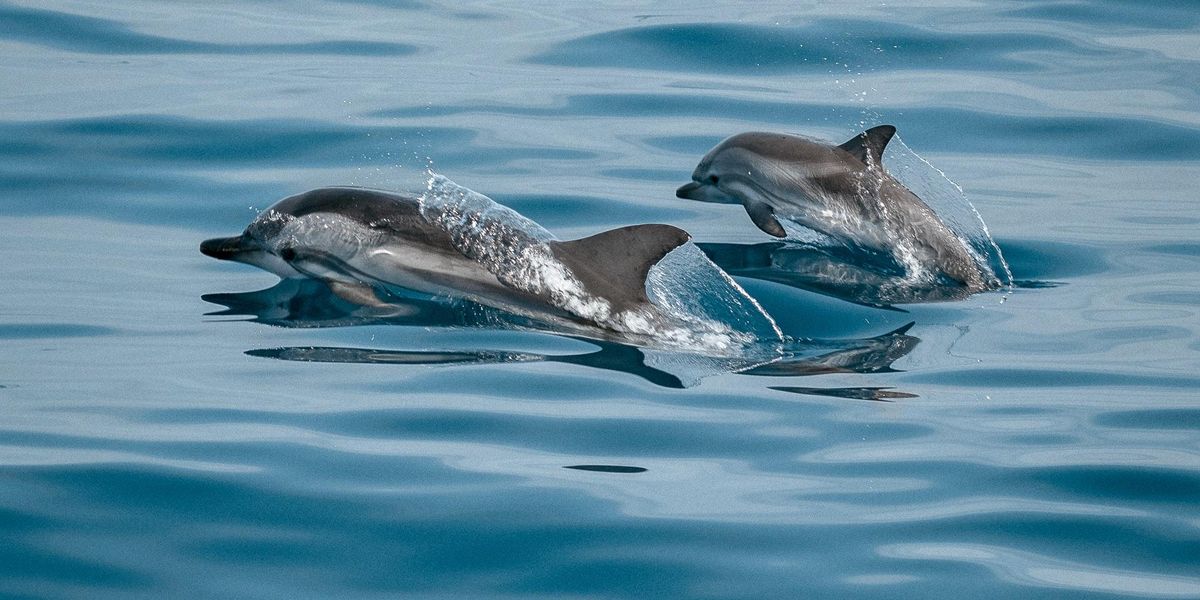 Új látványosság New Yorkban: lakmározó delfinek az öbölben