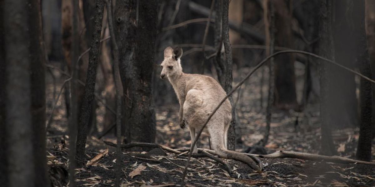 Így tért magához Ausztrália a pusztító bozóttüzek után