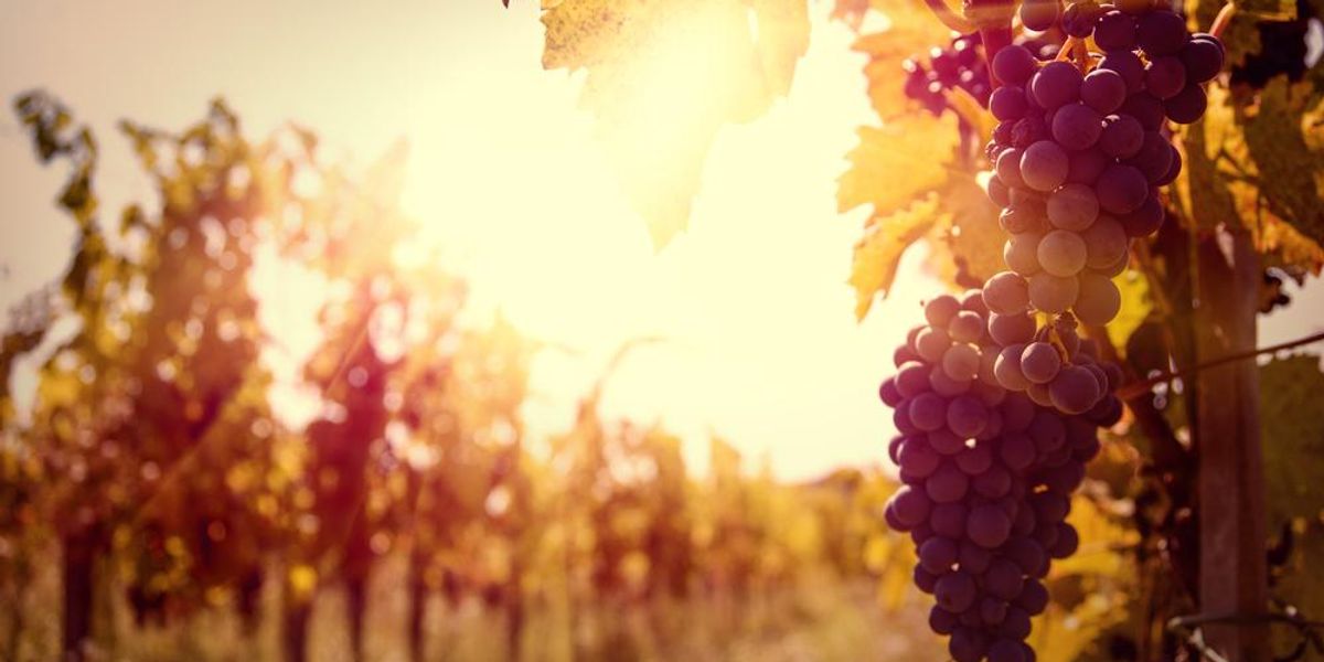 Szüret, bortúra, kóstolás – Az ősz legjobb boros programjai