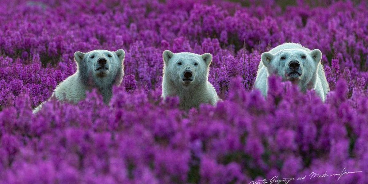 Ilyen a nyár az Északi-sarkon boldog jegesmedvékkel
