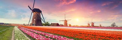 hollandia tulipan malom