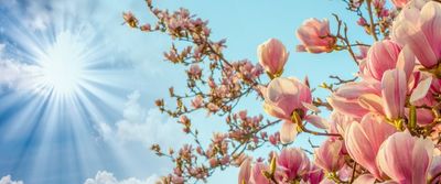 magnolia liliomfa
