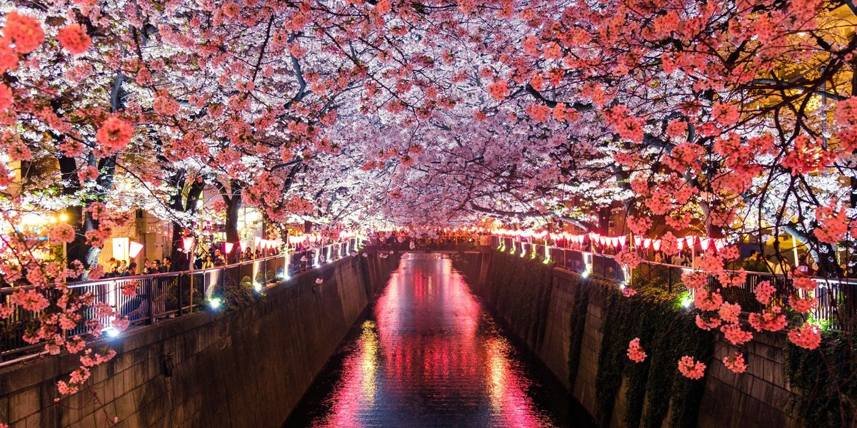 japán cseresznyevirágzás