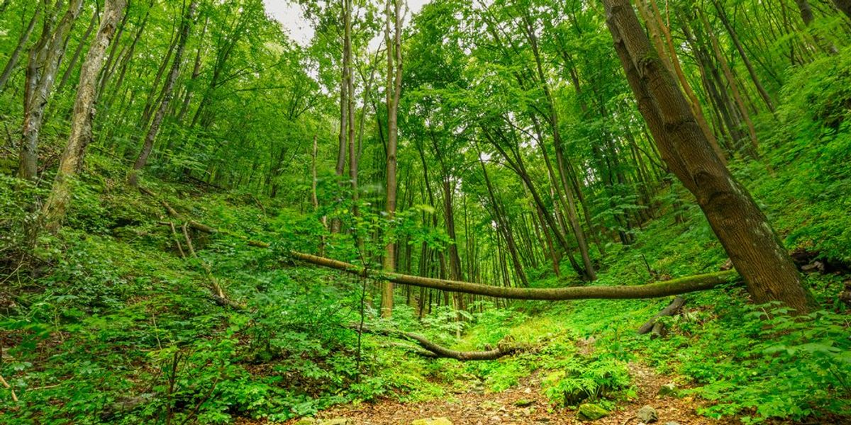 Magyarországi erdő