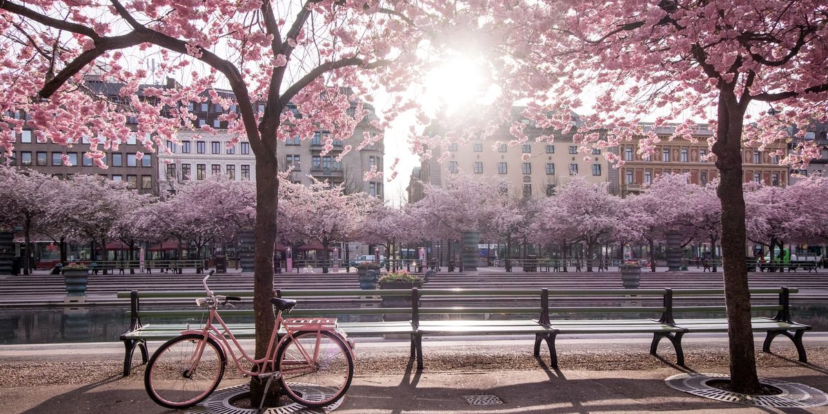 stockholm cseresznyeviragzas